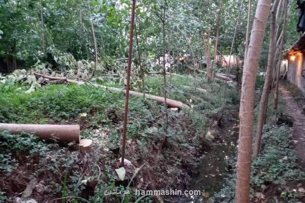 قطع ۴۰ اصله درخت مهاجم پائولونیا در املش