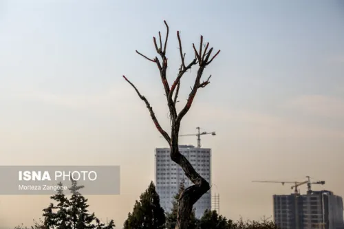 واکنش شهرداری به گزارش مجوزهای برج سازی و پاسخ ایسنا