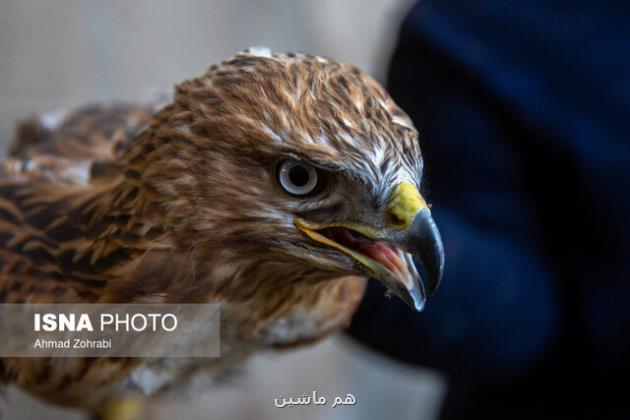 بازپروری و رهاسازی پرندگان شکاری و بومی در زیستگاه های طبیعی تهران